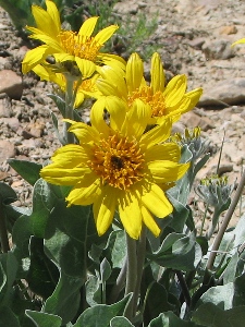 Balsamorhiza sagittata